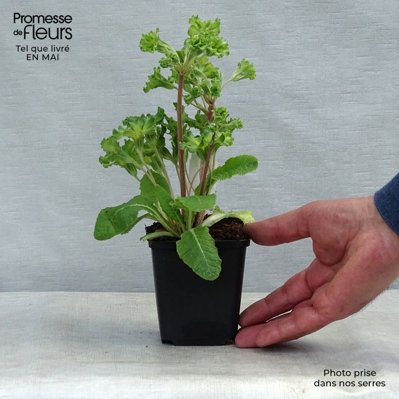 Exemplar von Primula Francesca - Kissenprimel Kleine Töpfe von 8/9 cm wie im Frühjahr geliefert