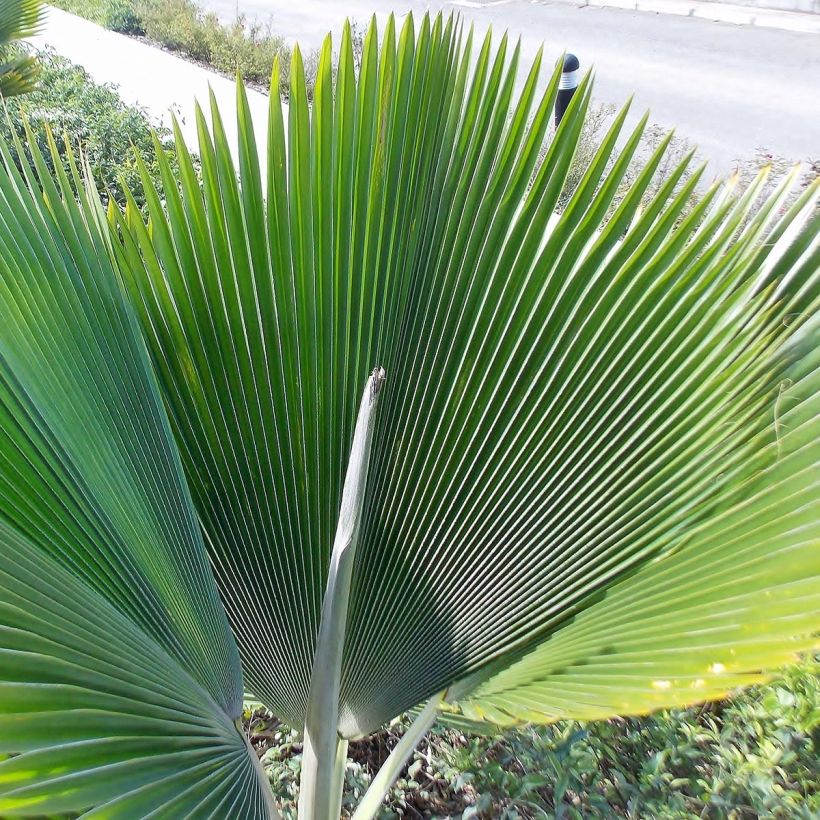 Pritchardia pacifia (Foliage)