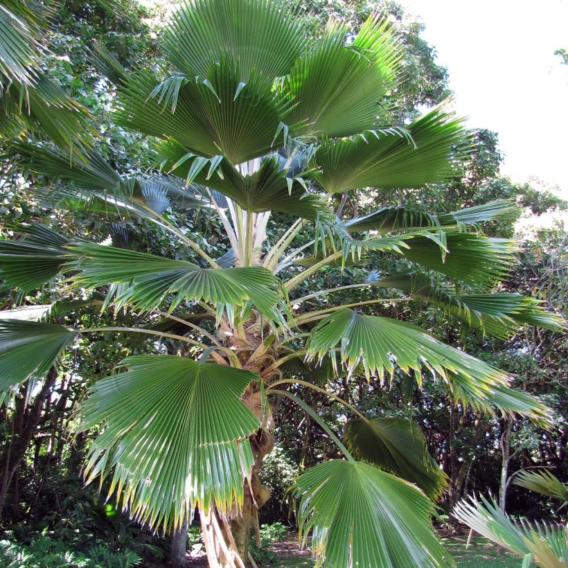 Pritchardia pacifia (Plant habit)
