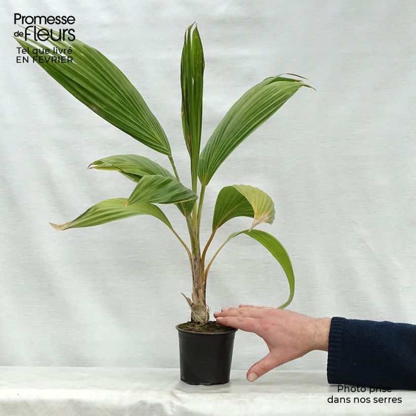 Exemplar von Pritchardia remota Topf 12 cm / 13 cm wie im Winter geliefert