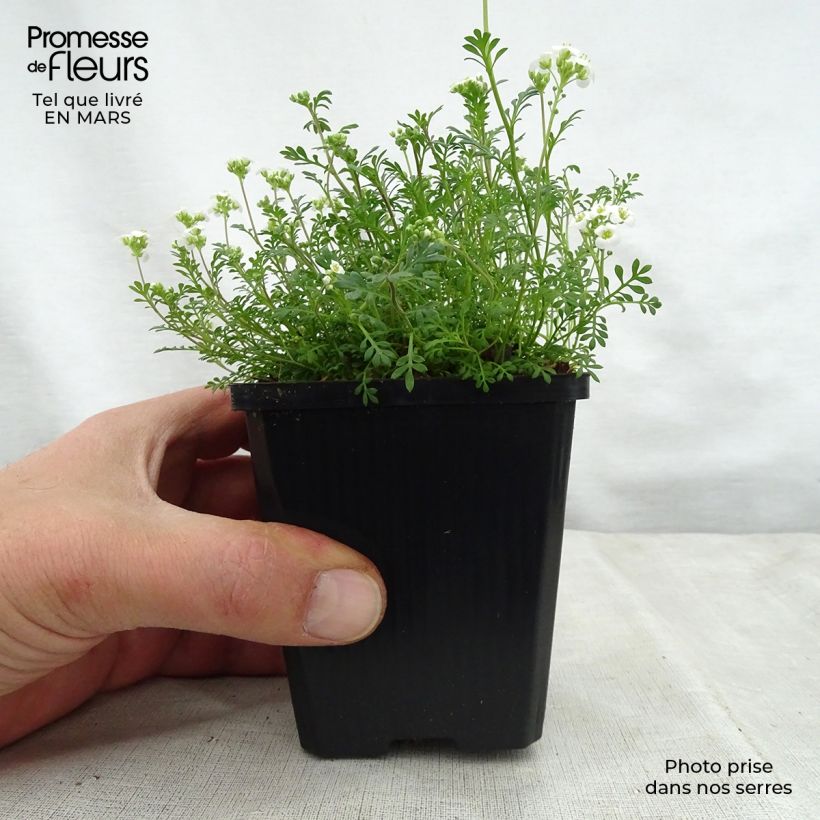 Example of Hornungia alpina - Gämskresse Kleine Töpfe von 8/9 cm as you get in printemps