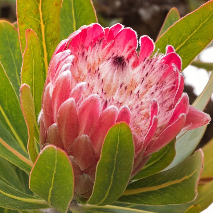 Protea Pink Ice (Flowering)