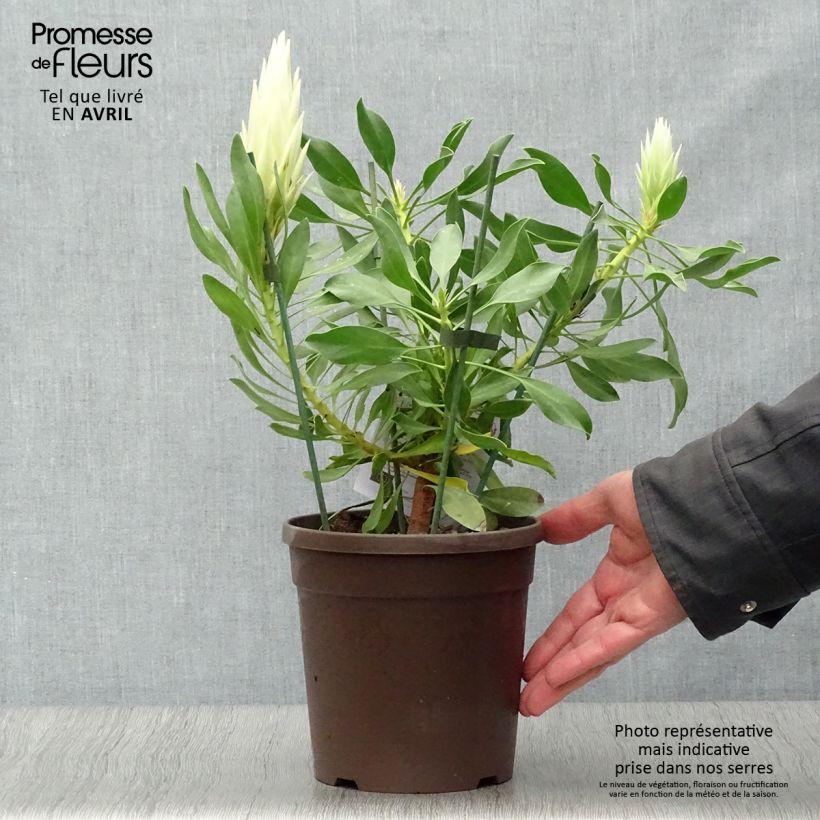 Example of Protea cynaroides White Crown Topf mit 2L/3L as you get in printemps