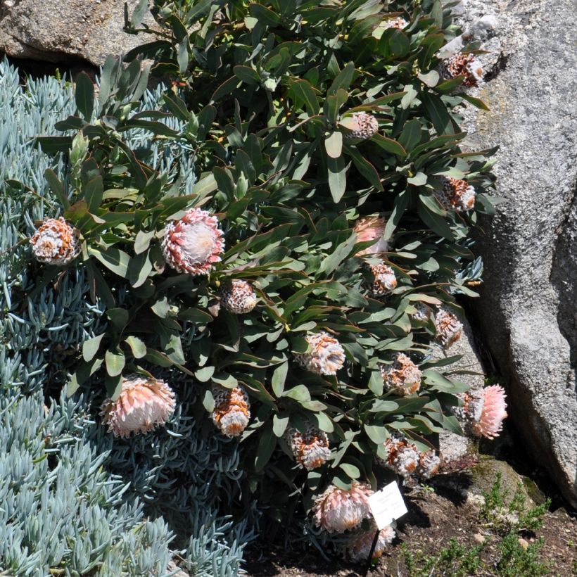 Protea magnifica (Wuchs)