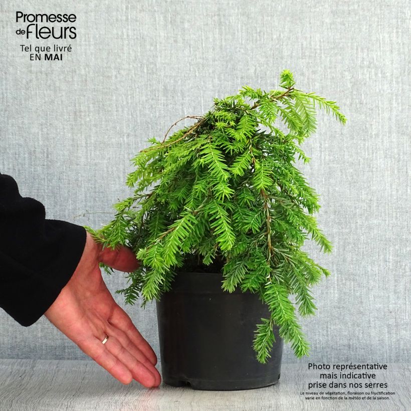 Example of Tsuga canadensis Pendula - Hemlockstanne Topf mit 2L/3L as you get in printemps
