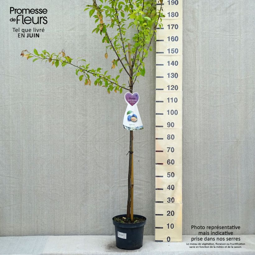 Exemplar von Pflaume Hauszwetsche - Prunus domestica Topf mit 7,5L/10L, Halbstamm wie im Frühjahr geliefert