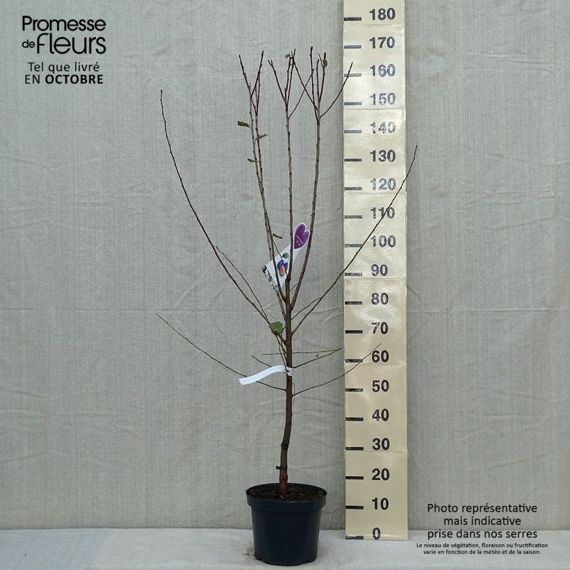 Exemplar von Pruneau de Bâle - Prunier Hauszwetsche - Quetsche Pot de 7,5L/10L, Gobelet wie im Herbst geliefert
