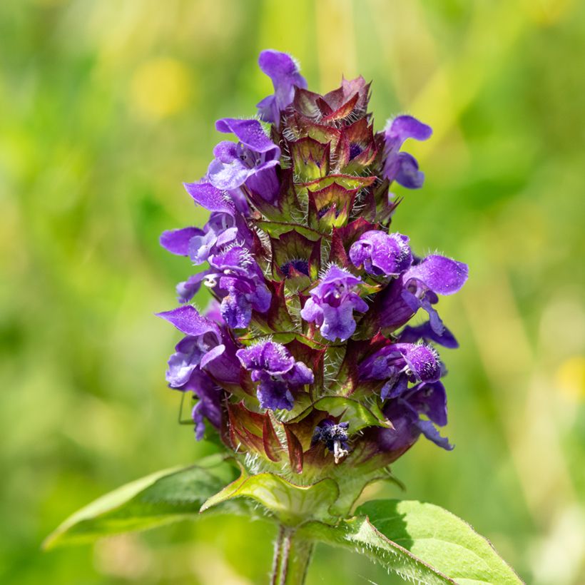 Kleine Braunelle - Prunella vulgaris (Blüte)