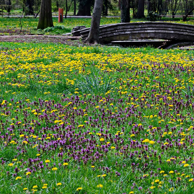 Kleine Braunelle - Prunella vulgaris (Wuchs)