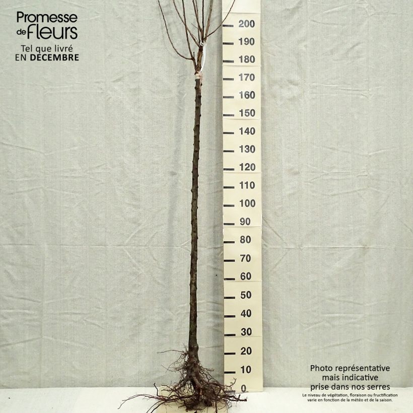 Exemplar von Pflaume Belle de Louvain - Prunus domestica Wurzelnackt, Halbstamm wie im Winter geliefert