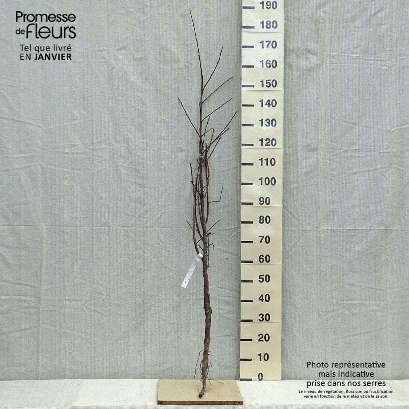 Exemplar von Pflaume Belle de Louvain - Prunus domestica Wurzelnackt, Gobelet-Form wie im Winter geliefert