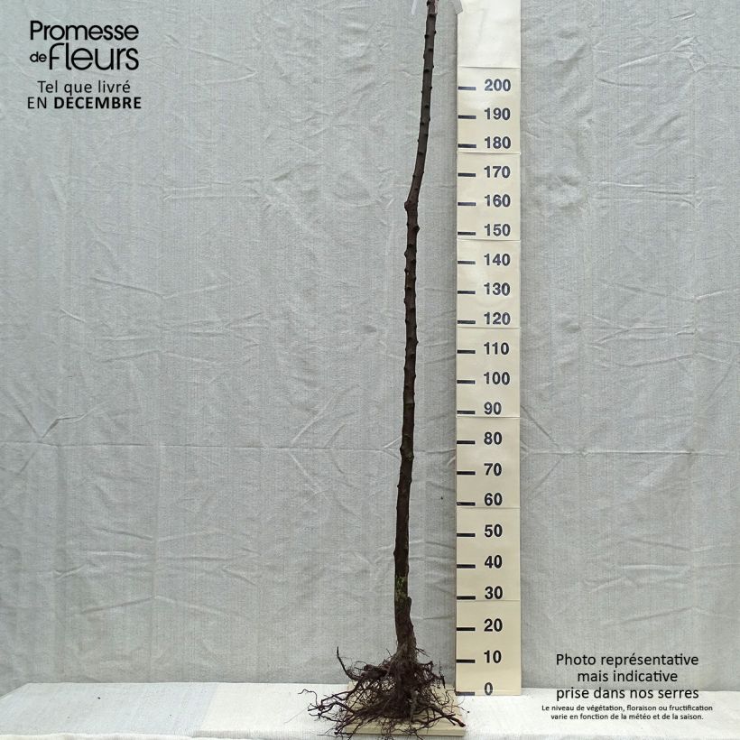 Exemplar von Pflaume Belle de Louvain - Prunus domestica Wurzelnackt, Hochstamm wie im Winter geliefert