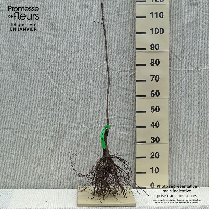 Exemplar von Pflaume Des Béjonnières - Prunus domestica Wurzelnackt, Heister wie im Winter geliefert