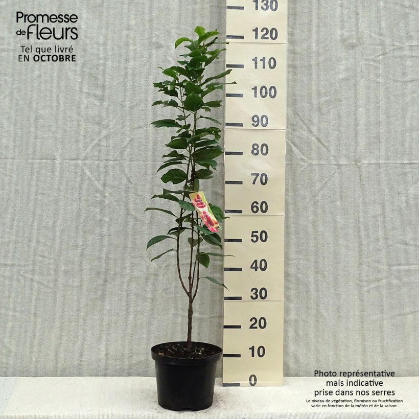 Exemplar von Pflaume Mirabelle Ruby - Prunus Topf mit 7,5L/10L, Säulenförmig wie im Herbst geliefert