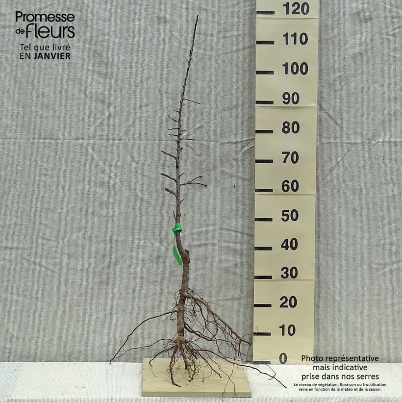 Exemplar von Mirabellenbaum Mirabelle de Metz Bio - Prunus Wurzelnackt, Heister wie im Winter geliefert