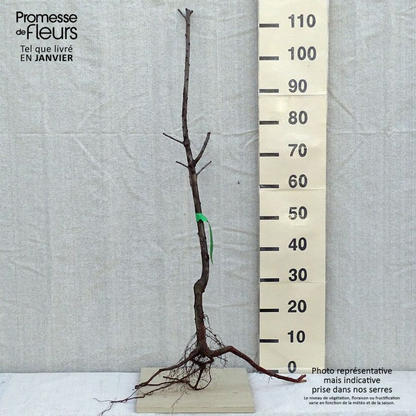 Example of Mirabellenbaum Mirabelle de Nancy - Prunus Wurzelnackt, Heister as you get in hiver