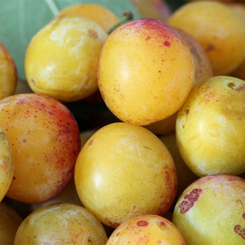 Mirabellenbaum Mirabelle de Nancy - Prunus (Harvest)