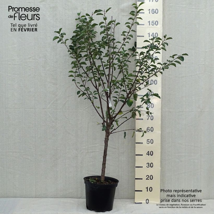 Exemplar von Mirabellenbaum Mirabelle de Nancy - Prunus Topf mit 7,5L/10L, Gobelet-Form wie im Herbst geliefert