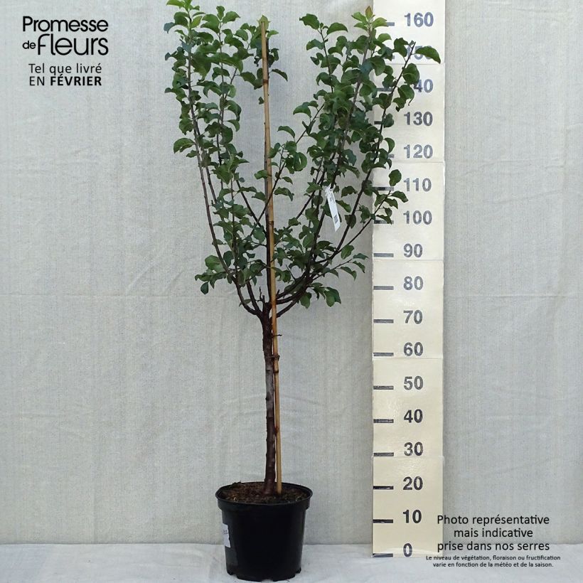 Exemplar von Prunier Monsieur Hâtif Pot de 7,5L/10L, Gobelet wie im Herbst geliefert