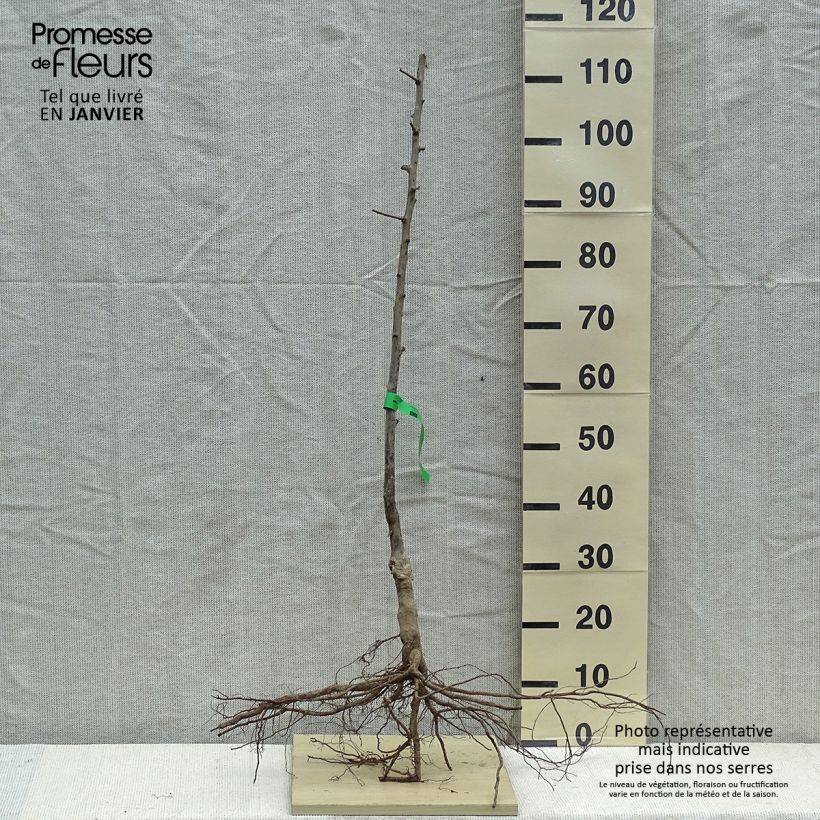 Exemplar von Pflaume Prune d'Ente Blanche Bio - Prunus domestica Wurzelnackt, Heister wie im Winter geliefert