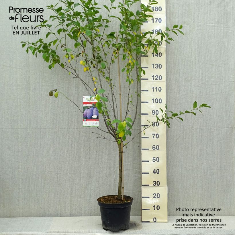 Exemplar von Zwetschge Quetsche d'Alsace - Prunus domestica Topf mit 7,5L/10L, Gobelet-Form wie im Sommer geliefert