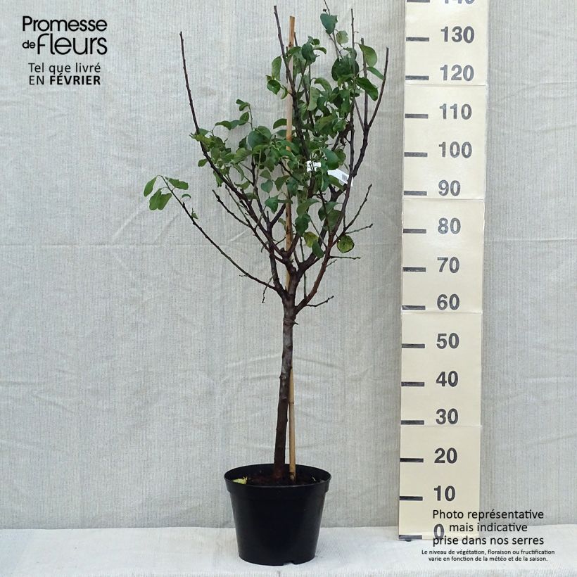 Exemplar von Prunier Reine Claude Moissac Pot de 7,5L/10L, Gobelet wie im Herbst geliefert