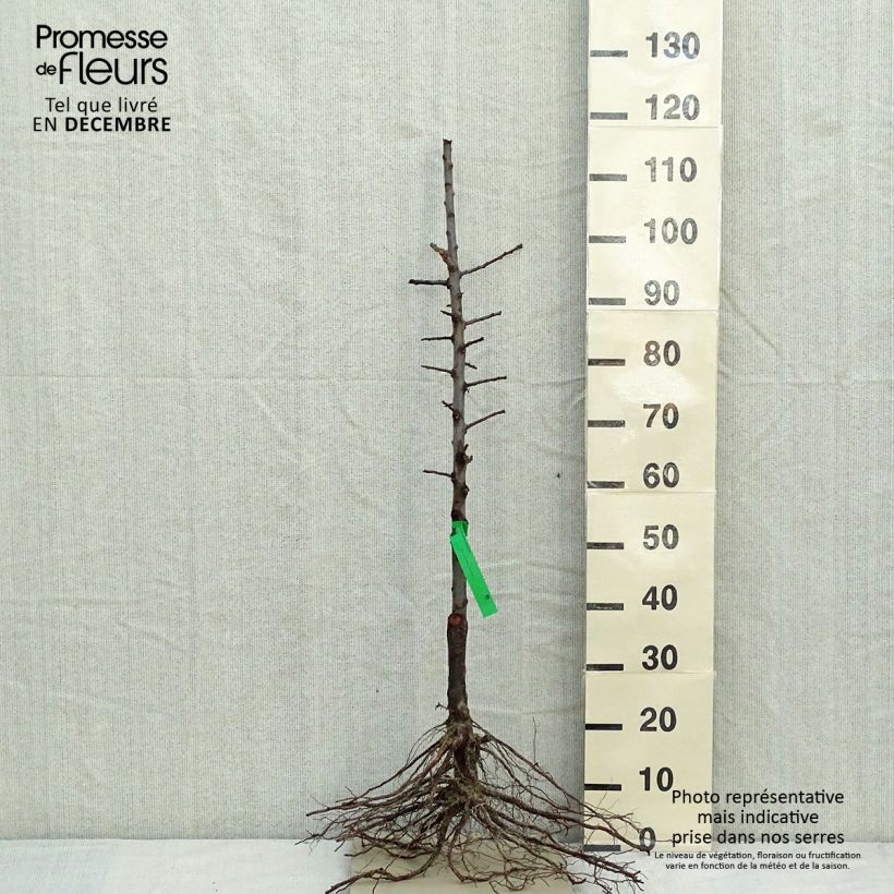 Exemplar von Pflaume Oullins Reneklode Bio - Prunus domestica Wurzelnackt, Heister wie im Winter geliefert