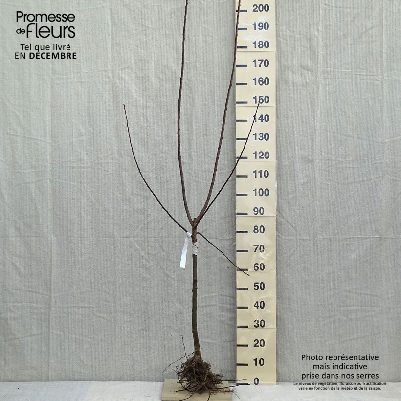 Exemplar von Pflaume Oullins Reneklode - Prunus domestica Wurzelnackt, Gobelet-Form wie im Winter geliefert