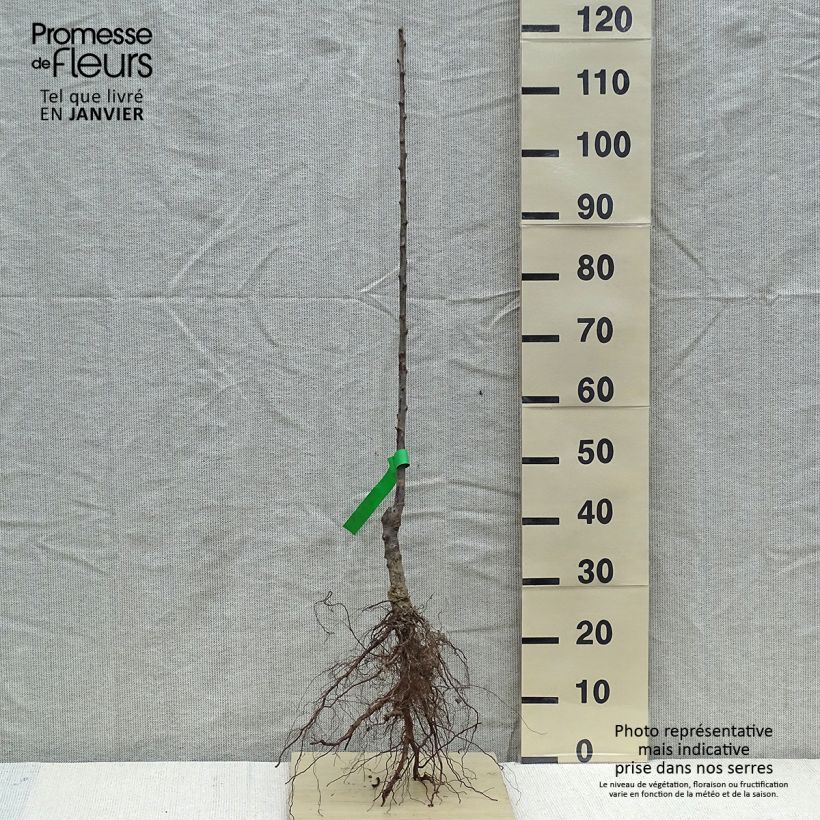 Exemplar von Pflaume Bavay Reneklode Bio - Prunus domestica Wurzelnackt, Heister wie im Winter geliefert