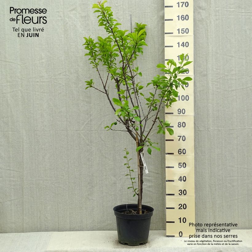 Exemplar von Pflaume Chambourcy Reneklode Bio - Prunus domestica Topf mit 7,5L/10L, Gobelet-Form wie im Frühjahr geliefert