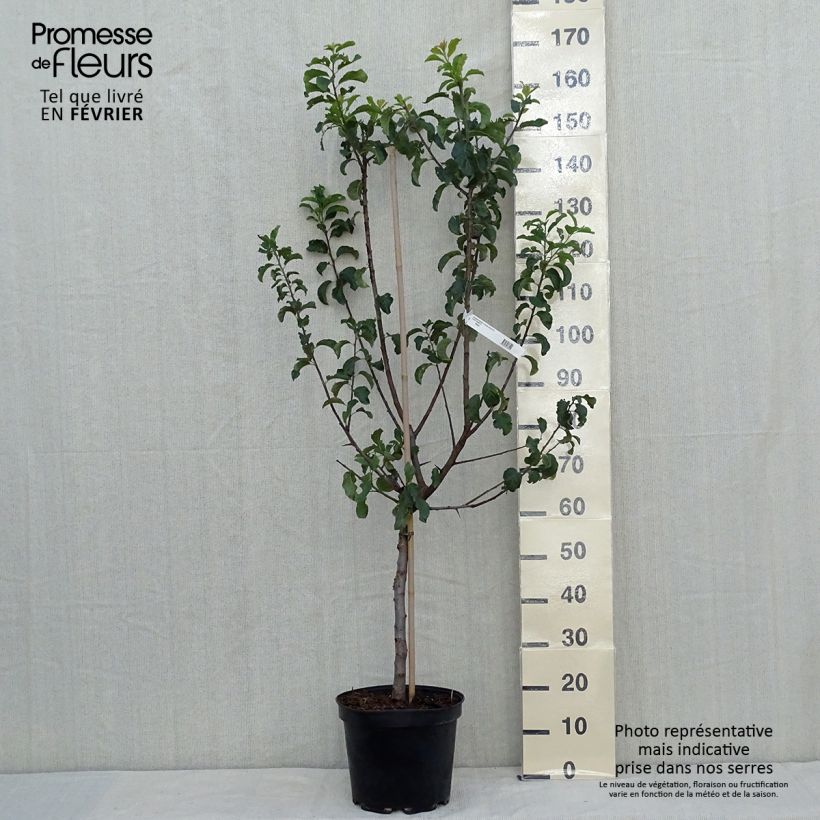 Exemplar von Pflaume Violette Reneklode - Prunus domestica Topf mit 7,5L/10L, Gobelet-Form wie im Herbst geliefert