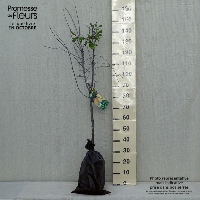 Exemplar von Pflaume Thames Cross - Prunus domestica Ballenware "Fertig-zum-Pflanzen", Gobelet-Form wie im Herbst geliefert