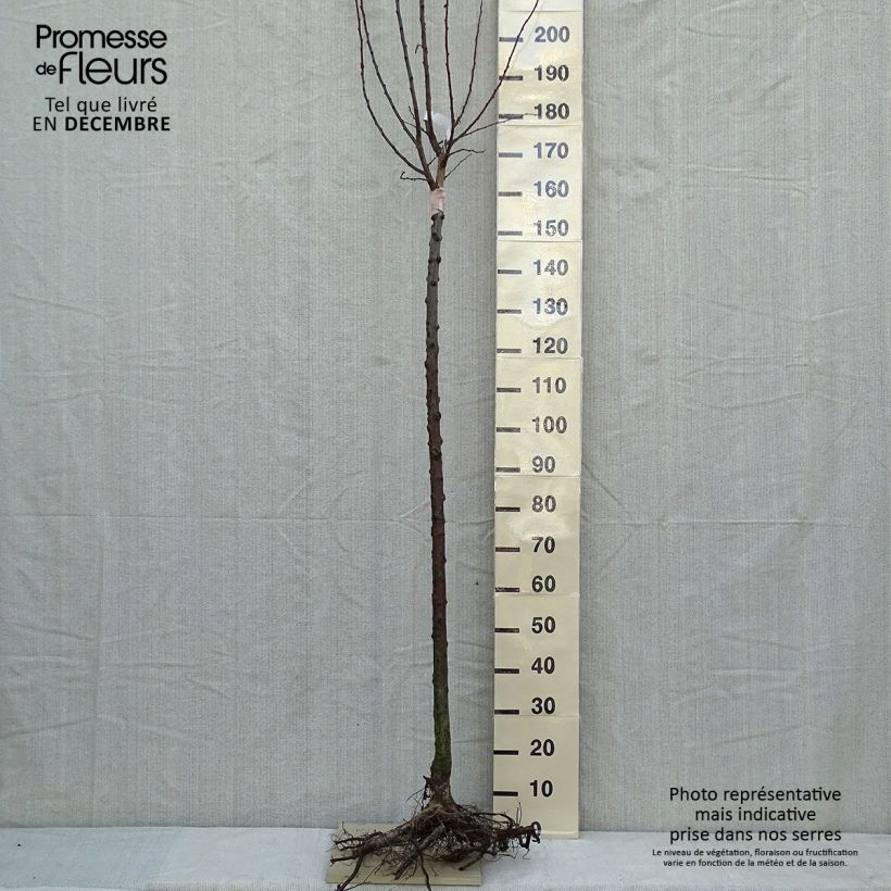 Example of Pflaume Wignon - Prunus domestica Wurzelnackt, Halbstamm as you get in hiver