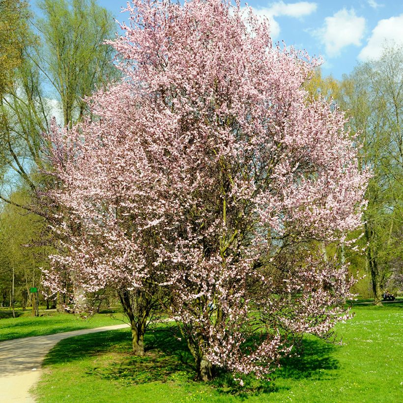 Kirsch-Pflaume Nigra - Prunus cerasifera (Wuchs)