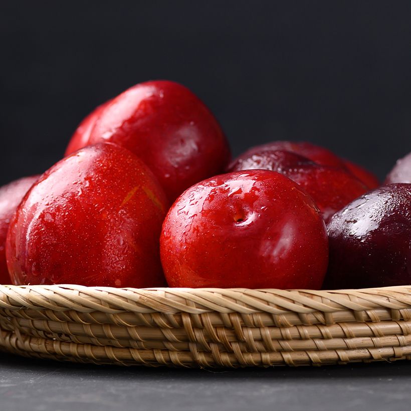 Chinesische Pflaume Allo Bio - Prunus x salicina (Ernte)