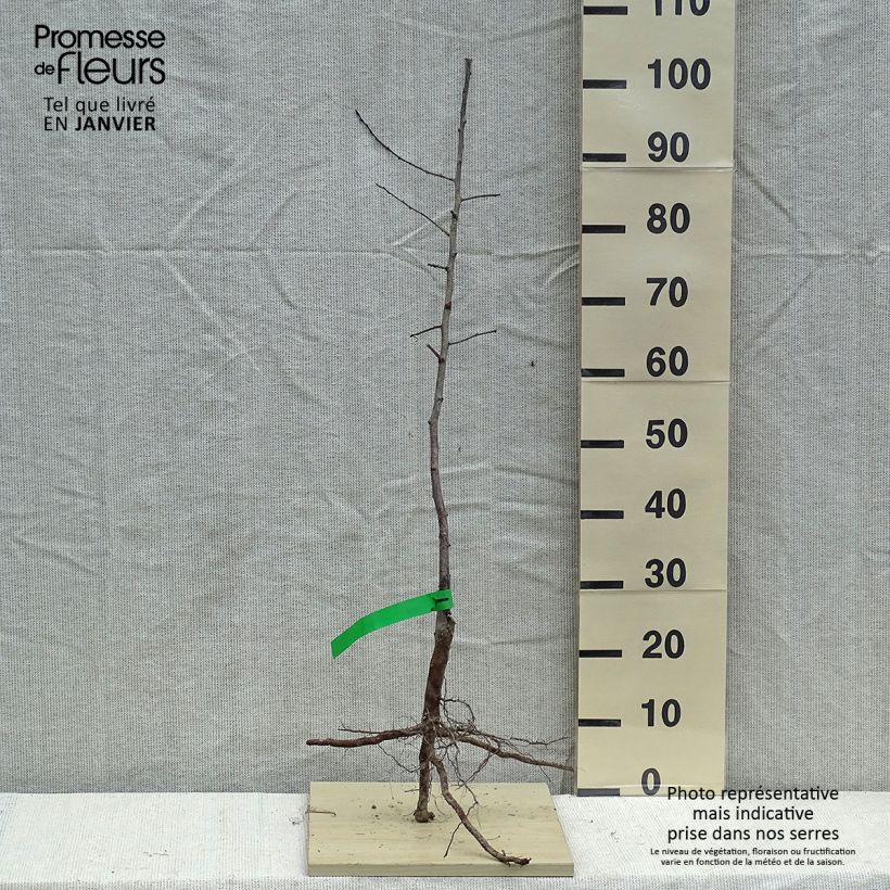 Exemplar von Chinesische Pflaume Methley Bio - Prunus x salicina Wurzelnackt, Heister wie im Winter geliefert