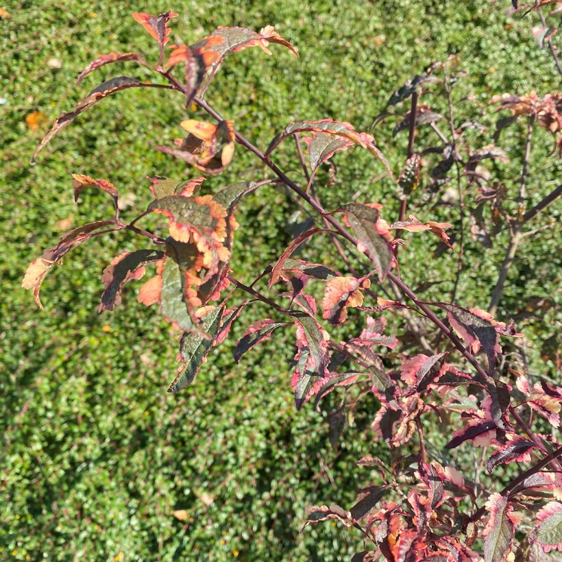 Kirsch-Pflaume Hessei - Prunus cerasifera (Laub)