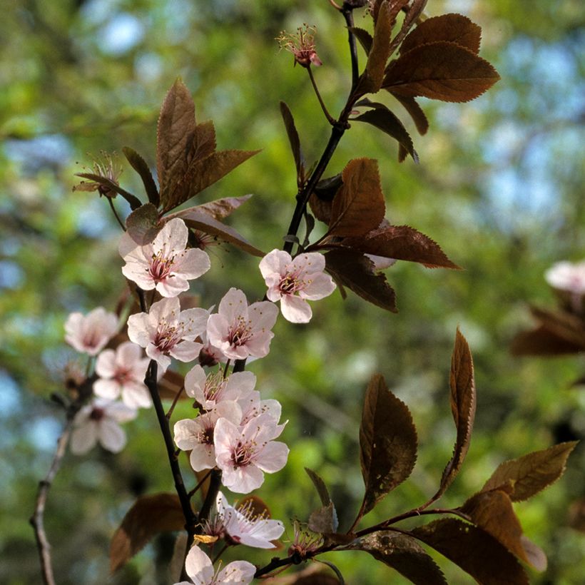Prunier myrobolan - Prunus cerasifera Pissardii (Blüte)