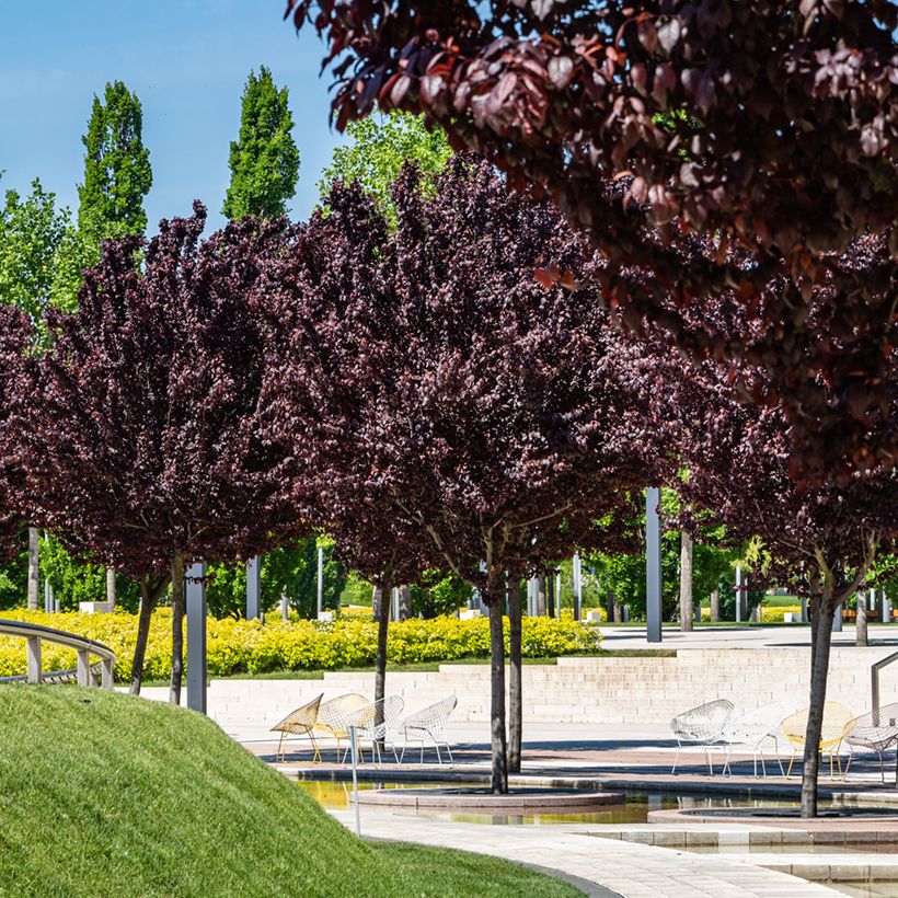 Prunier myrobolan - Prunus cerasifera Pissardii (Wuchs)