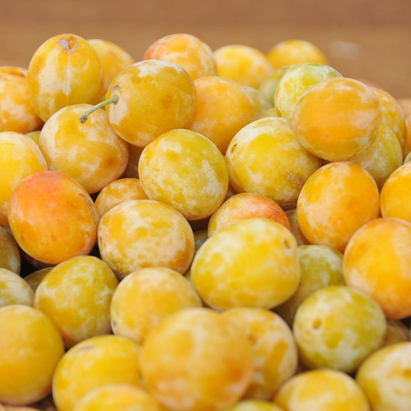 Pflaume Oullins Reneklode - Prunus domestica (Ernte)