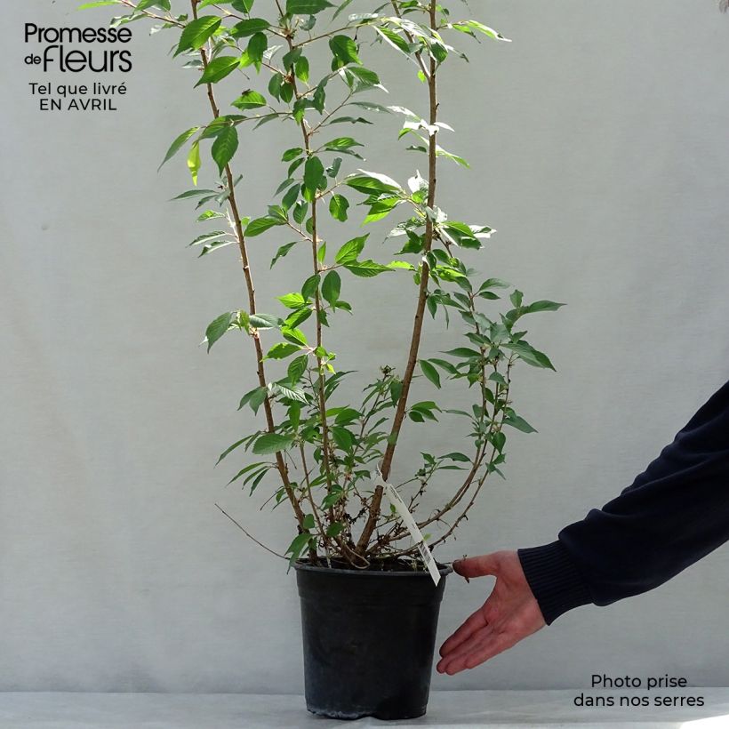 Exemplar von Zierkirsche Okame - Prunus Topf mit 4L/5L wie im Frühjahr geliefert