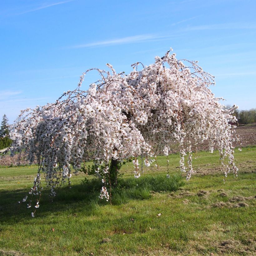 Zierkirsche Snow Fountains - Prunus (Wuchs)