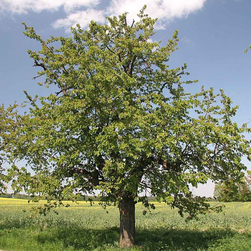 Süßkirsche Moreau - Prunus avium (Plant habit)
