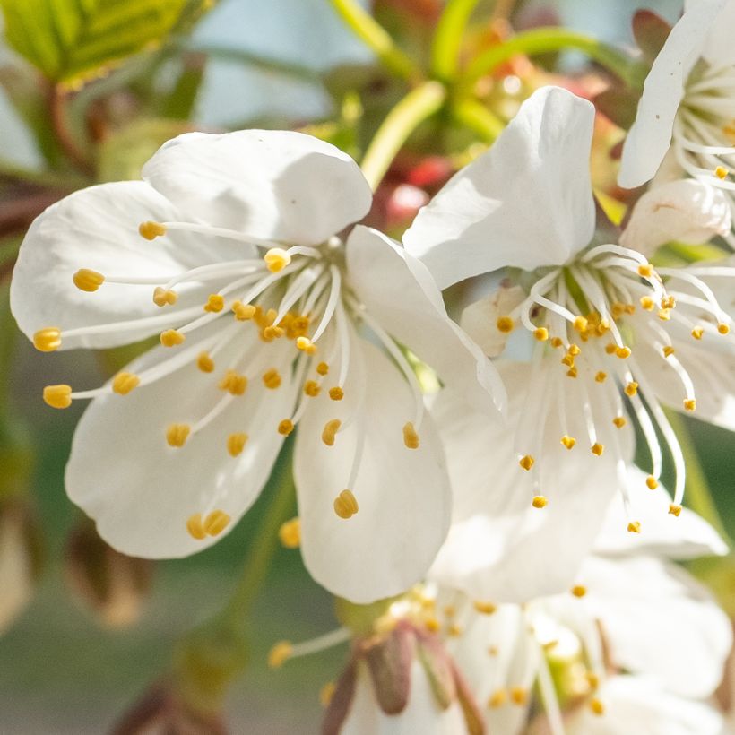 Süßkirsche Schneiders Späte Knorpelkirsche - Prunus avium (Flowering)