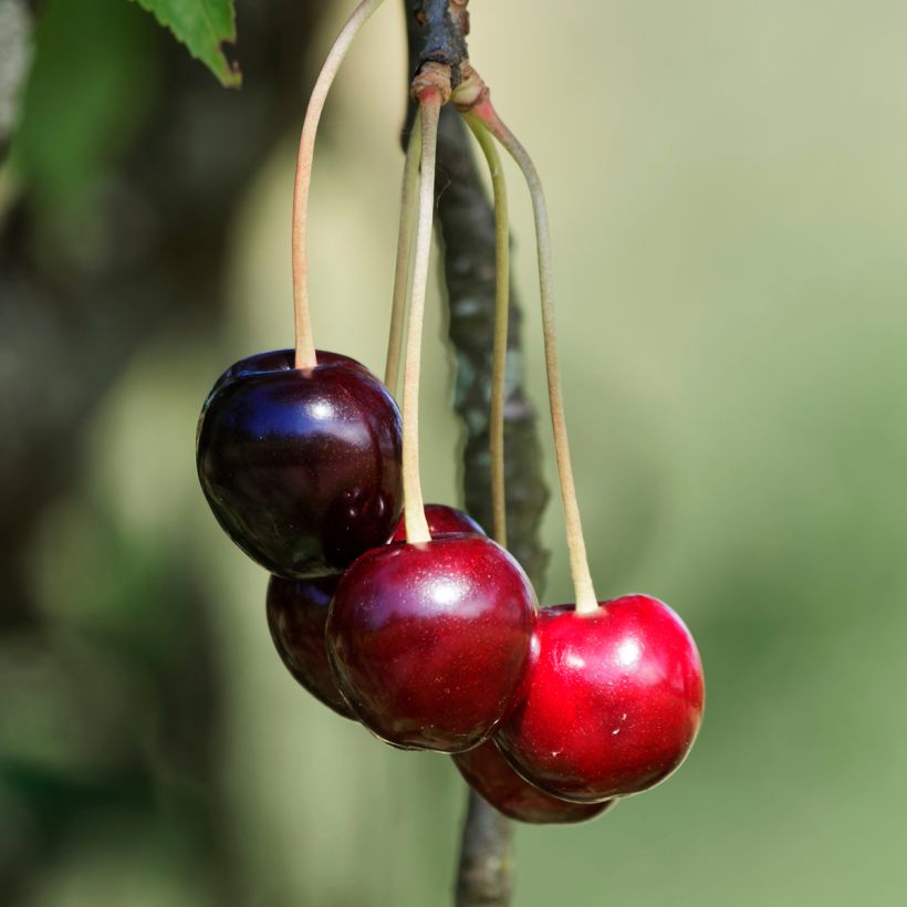 Süßkirsche Schneiders Späte Knorpelkirsche - Prunus avium (Harvest)