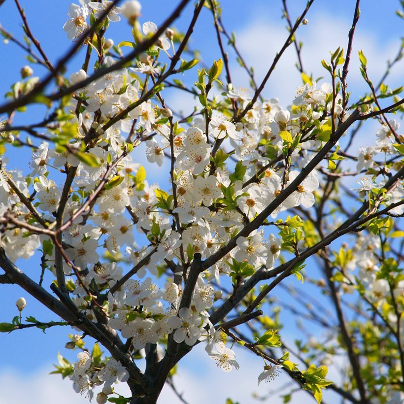 Prunier à fleurs - Prunus cerasifera Złoty Obłok (Blüte)