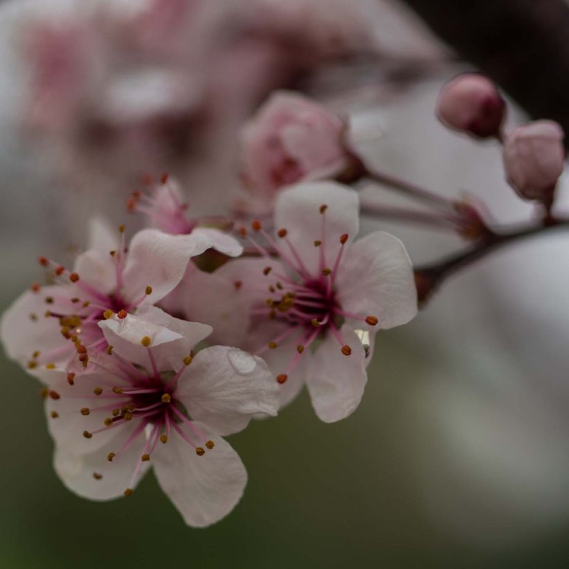 Zwerg-Blutpflaume - Prunus cistena (Flowering)