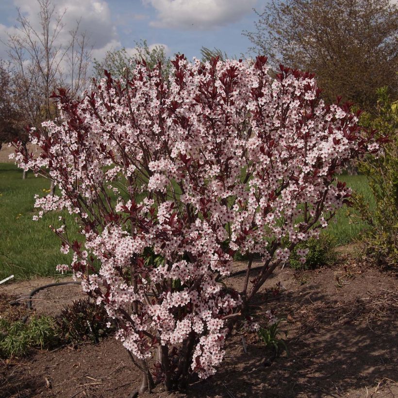 Zwerg-Blutpflaume - Prunus cistena (Plant habit)