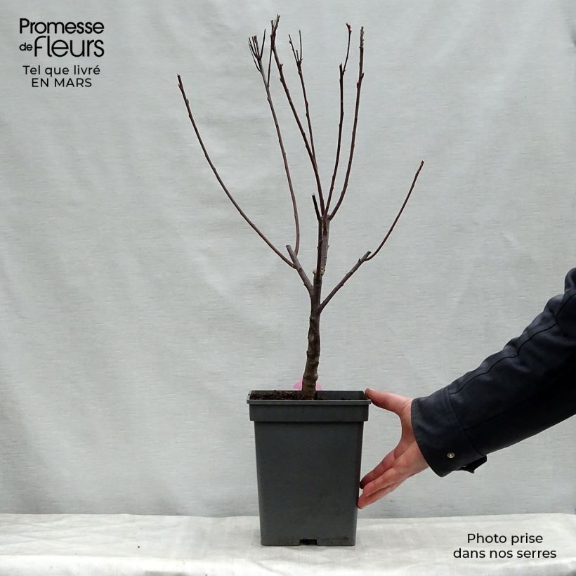 Example of Zwerg-Blutpflaume - Prunus cistena Topf mit 4L/5L as you get in printemps