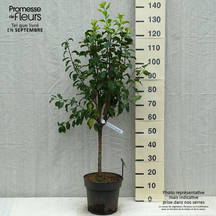 Exemplar von Pflaume Hanna - Prunus domestica Topf mit 7,5L/10L, 1/4 Stängel wie im Herbst geliefert
